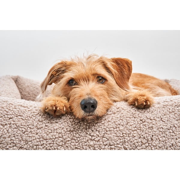 Iš boucle augintinio guolis smėlio spalvos šuniui 71x91 cm Senso Greige M – MiaCara-image-1