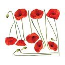 Sienų lipdukų rinkinys Ambiance Vermeil Poppies, 60 x 70 cm