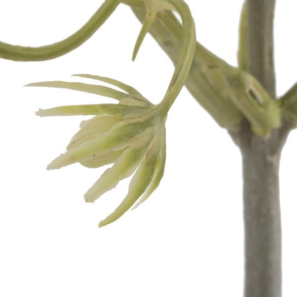 Dirbtinė šaka (aukštis 55 cm) – Ixia-image-2