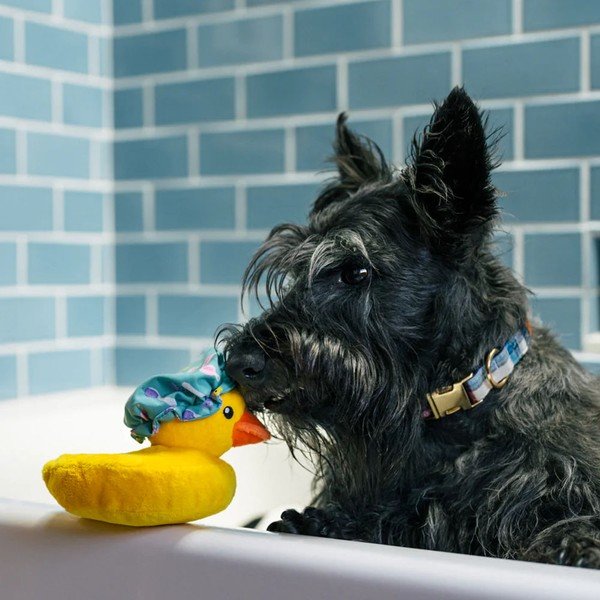 Žaislas šuniui Duck – P.L.A.Y.-image-1