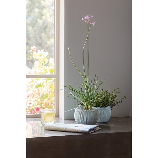 Iš plastiko vazonai 3 vnt. ø 15 cm Cozy – Keter-image-3