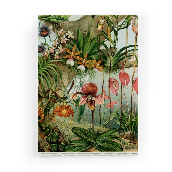 Paveikslas ant drobės Surdic Jungle Flowers, 50 x 70 cm