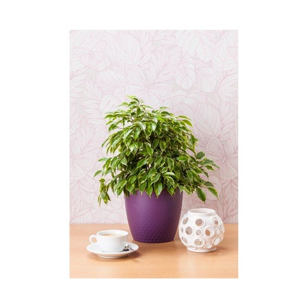 Violetinis vazonas Plastia Perla, ø 19 cm-image-1