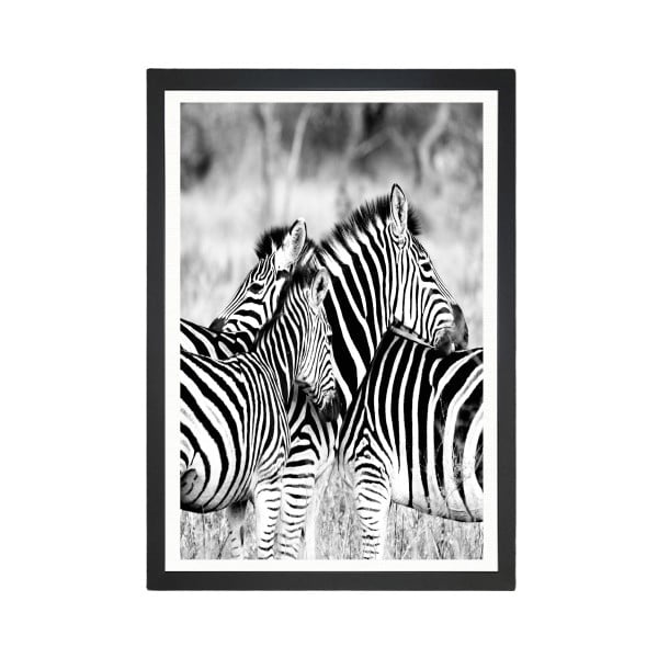 Paveikslas Tablo Center Zebras, 24 x 29 cm