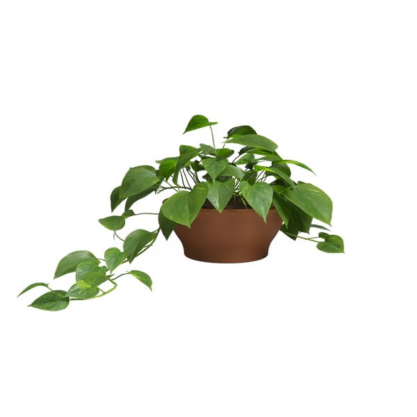 Vazonas iš terakotos ø 31 cm Saramago – Artevasi-image-3