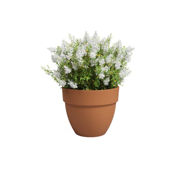 Vazonas iš terakotos ø 40 cm Amalia Campana – Artevasi-image-2