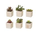 Dirbtiniai augalai 6 vnt. (aukštis 9,5 cm) Cactus – Casa Selección