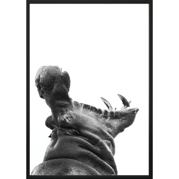 Plakatas "DecoKing Hippopotamus", 70 x 50 cm