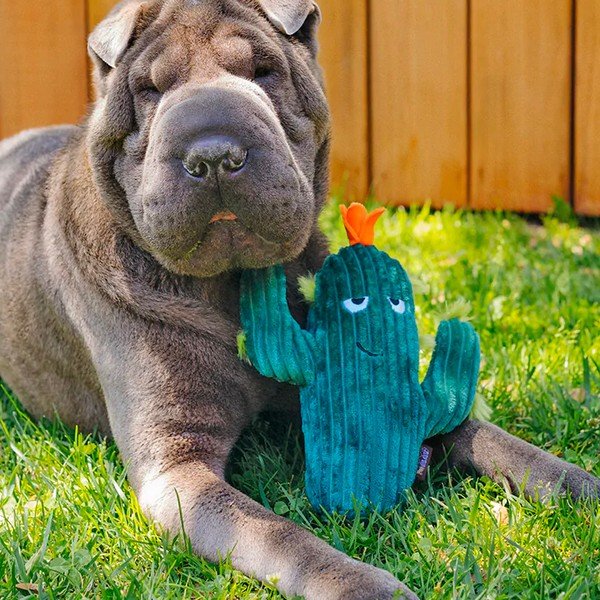 Žaislas šuniui Cactus - P.L.A.Y.-image-1