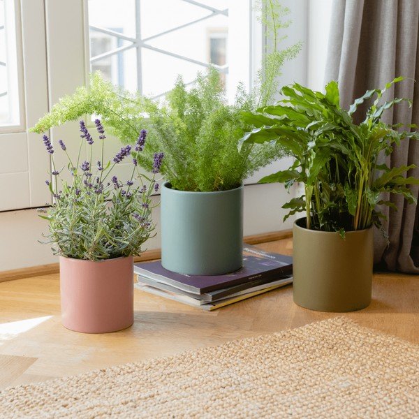 Iš porceliano gėlių vazonų dangteliai 3 vnt. žolelėms ø 17 cm Turin – Remember-image-1