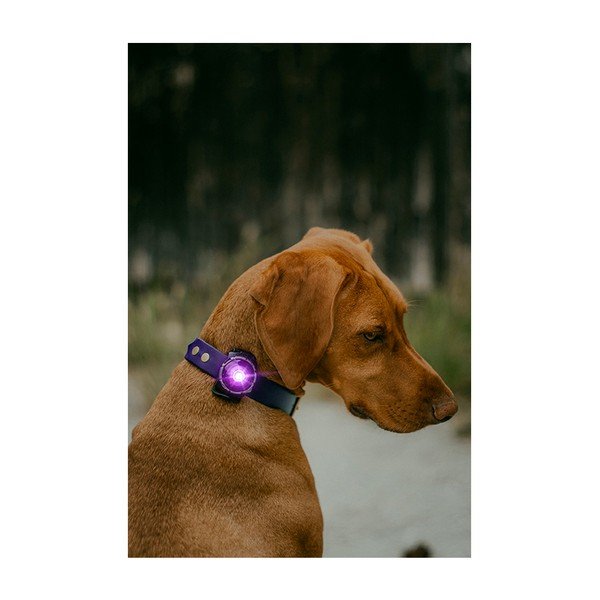 LED apykaklės apšvietimas Purple - Orbiloc-image-4