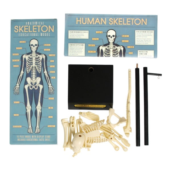 Skeleto modelis Rex London Anatomical-image-4