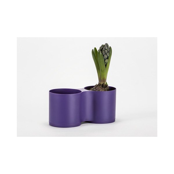 Violetinė dviguba sodinukė Plastia Modulo-image-2