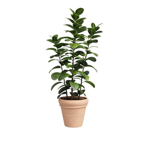 Vazonas iš terakotos ø 37 cm Mariza – Artevasi-image-2