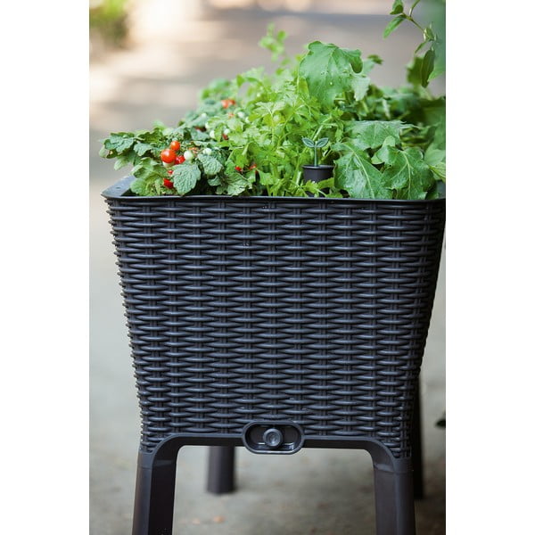 Vazonas gėlėms Easy Grow – Keter-image-2