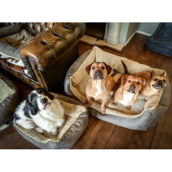 Augintinio guolis šviesiai rudos spalvos šuniui 50x65 cm – Madison-image-1