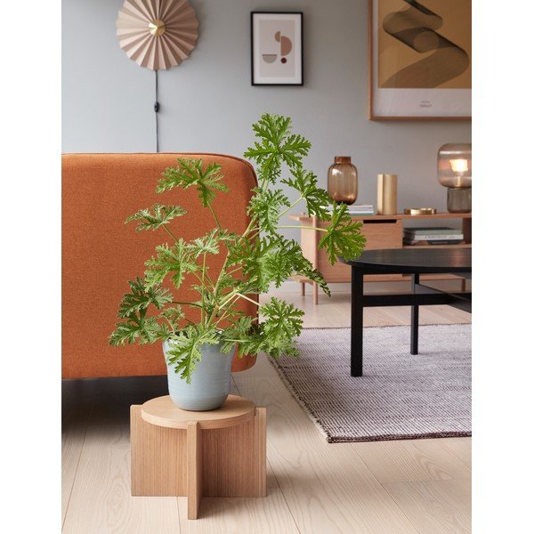 Smėlio spalvos sieninė lempa su kištuku ø 48 cm Pliss – Hübsch-image-1