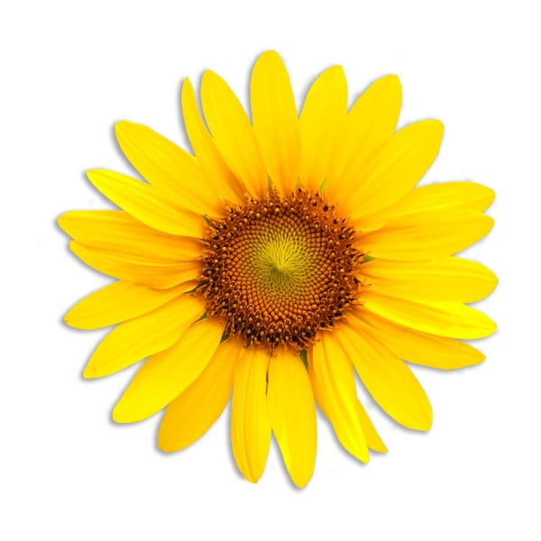 Dekoratyvinė džiuto paklodė "Madre Selva Sunflower