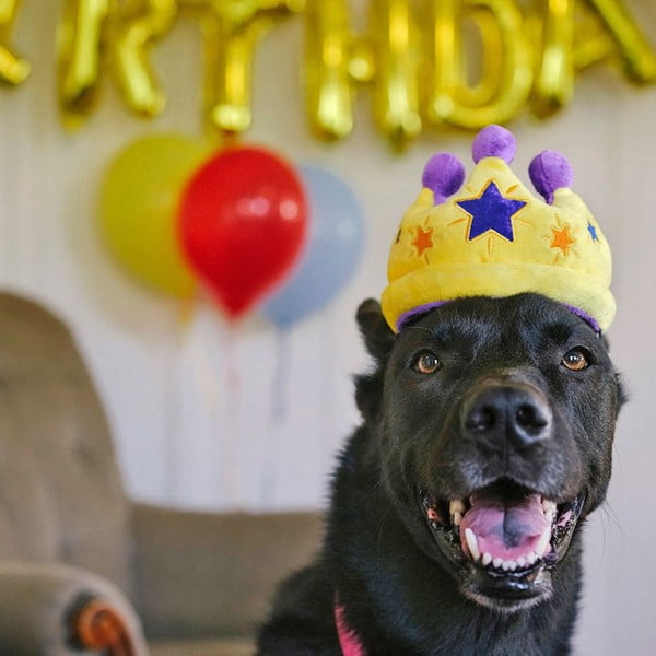 Žaislas šuniui Karališka karūna - P.L.A.Y.-image-1