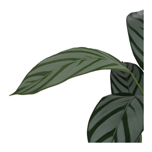 Dirbtinis augalas (aukštis 150 cm) Calathea – Ixia-image-3