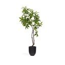 Dirbtinis augalas (aukštis 180 cm) Pachira – Kave Home