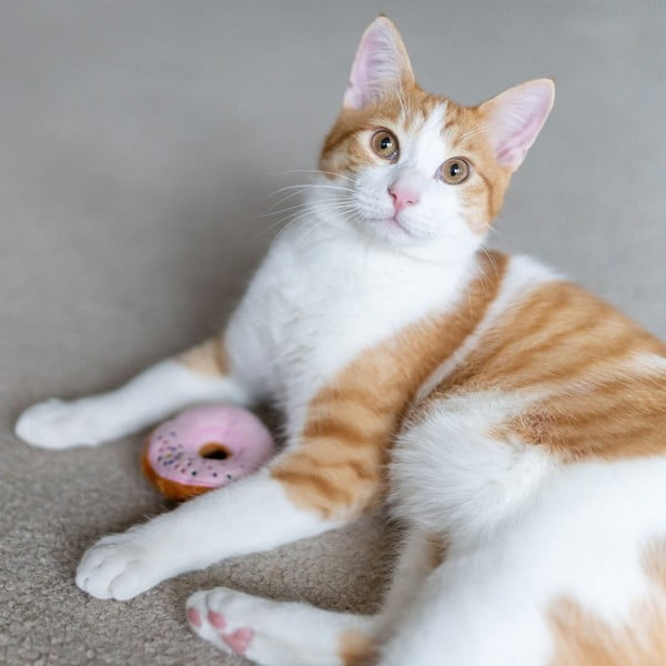 3 žaislų katėms rinkinys Donuts - P.L.A.Y.-image-2