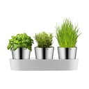 3 nerūdijančio plieno vazonų rinkinys žolelėms WMF Gourmet