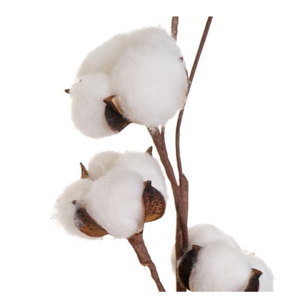Džiovintas augalas (aukštis 55 cm) Cotton – Casa Selección-image-1