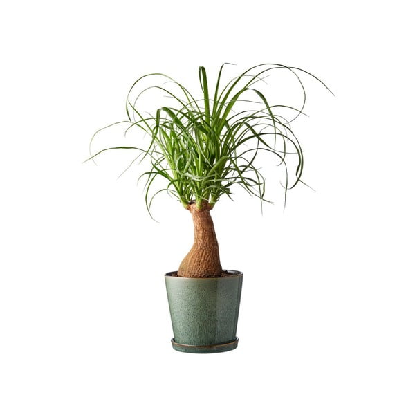 Iš molio gėlių vazono dangtelis ø 14 cm Gastro Green/Black – Bitz-image-1