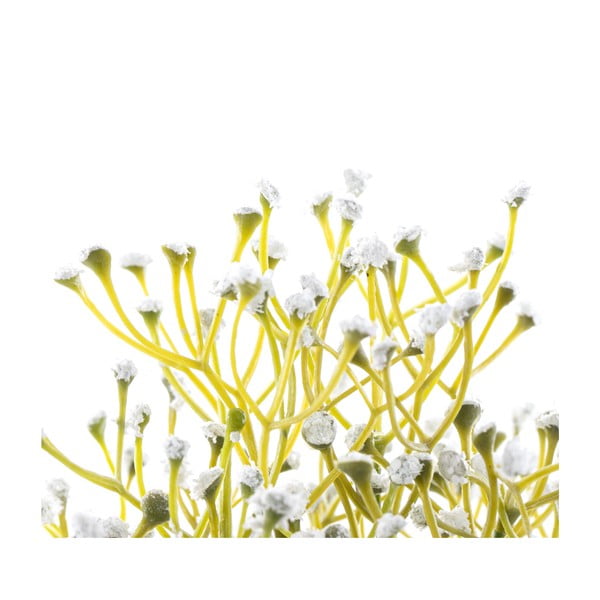 Dirbtinis augalas (aukštis 27 cm) Babi – Restilo-image-2