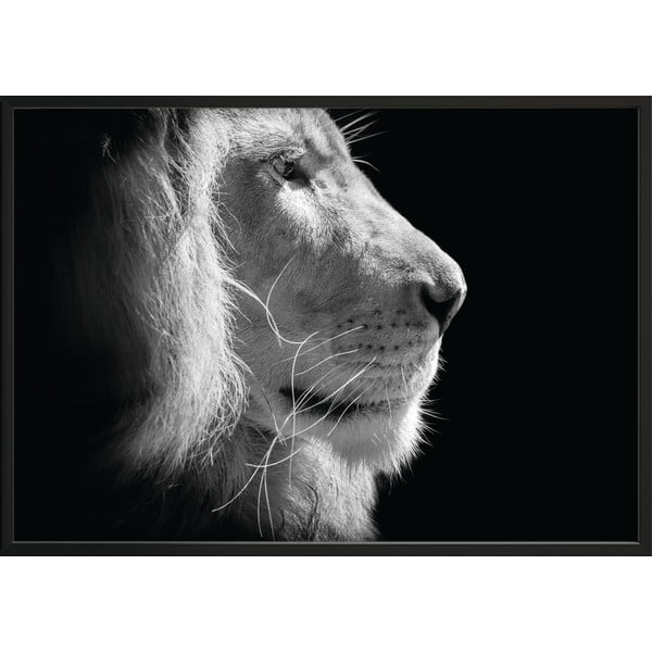 Juodai baltas plakatas DecoKing Liūtas Karalius, 100 x 70 cm