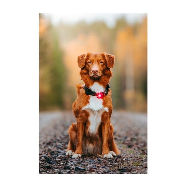 LED apykaklės apšvietimas Red - Orbiloc-image-3