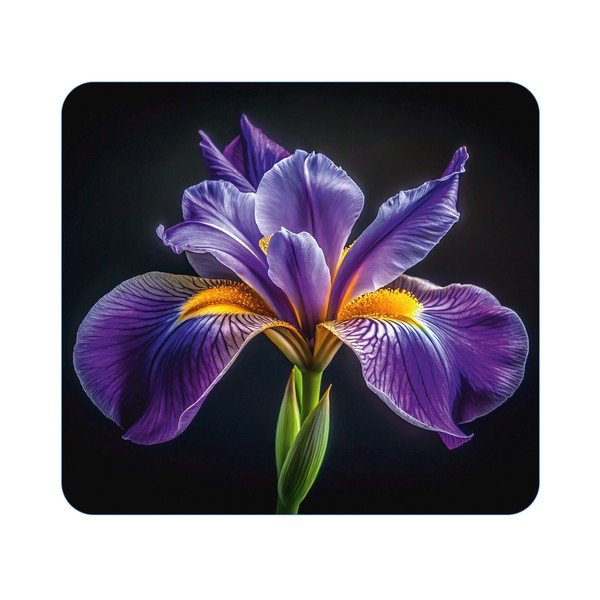 Iš grūdinto stiklo aksesuaras viryklei 50x56 cm Iris – Wenko