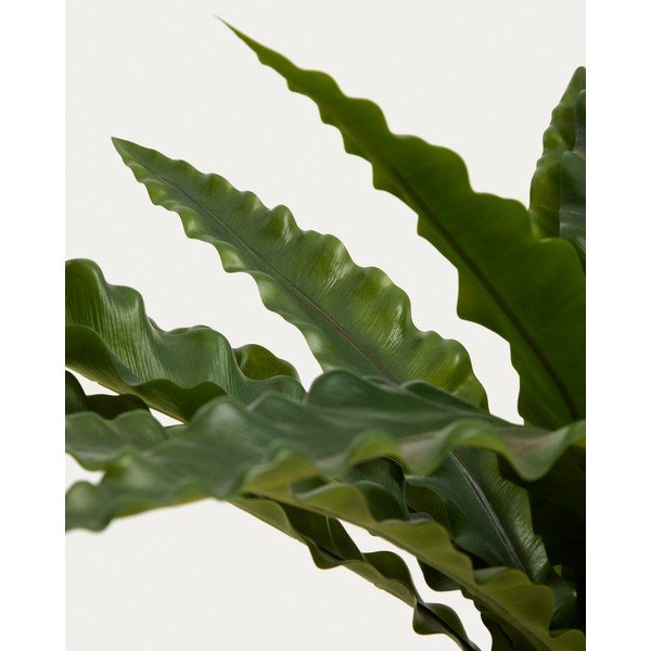 Dirbtinis sukulentas (aukštis 70 cm) Neottopteris – Kave Home-image-3