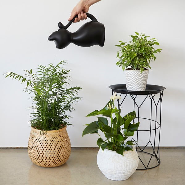 Laistytuvas iš plastiko 2 l Meow – Balvi-image-2