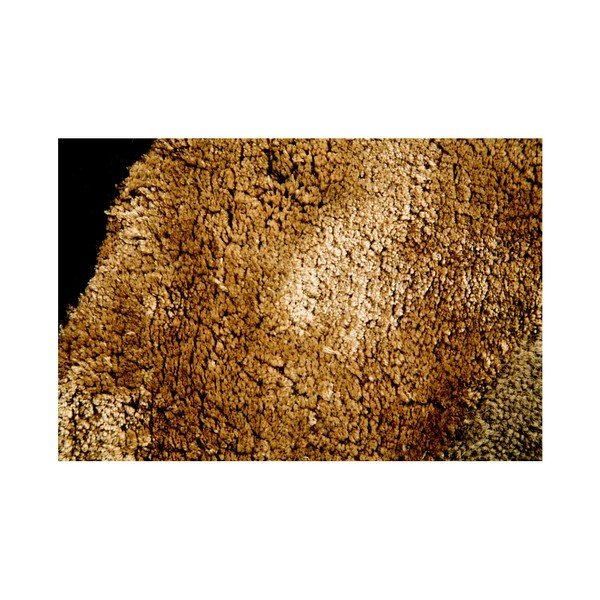 Kilimų kilimai Flair Rugs Botanical Saria, 90 x 150 cm-image-4