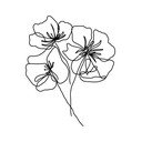 Plakatas 29x41 cm Black Poppy – Veronika Boulová