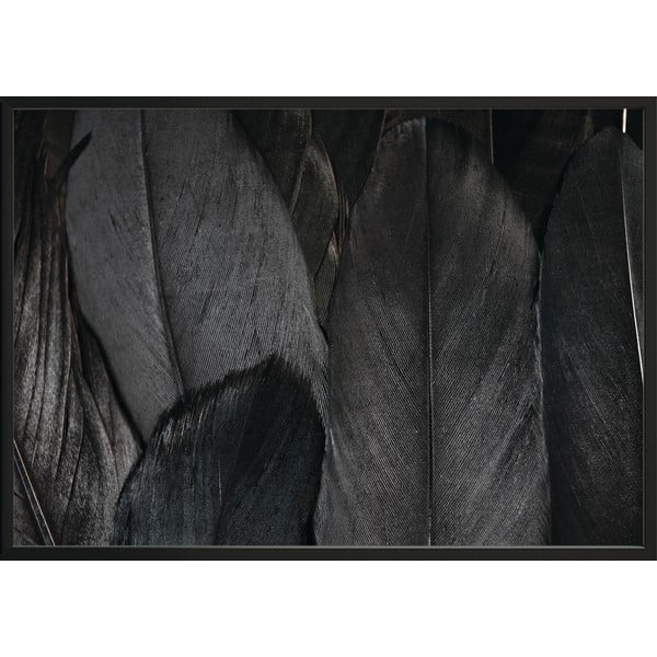 Plakatas DecoKing Feathers Black, 100 x 70 cm