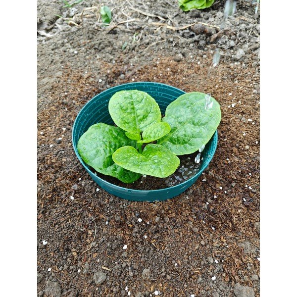 Drėkinimo ratas – Garden Pleasure-image-1