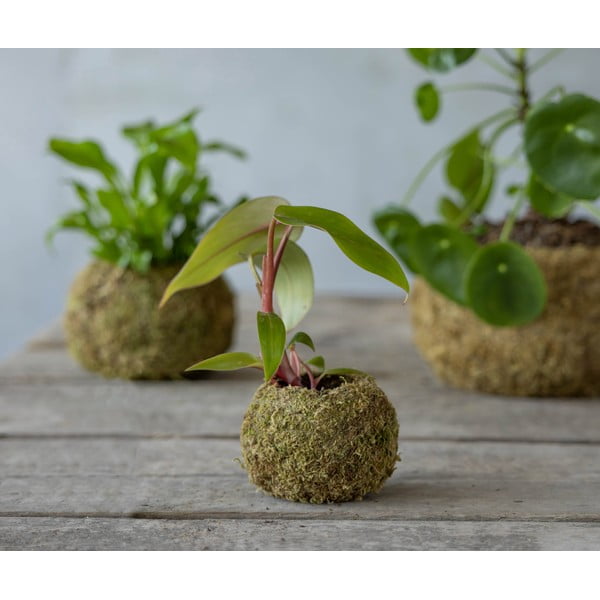 Vazonas ø 9 cm Kokedama – Esschert Design-image-2