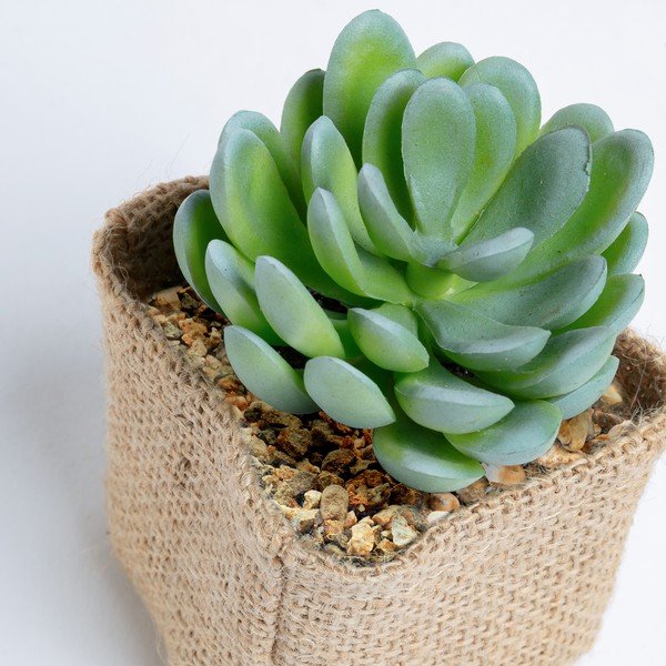 Dirbtinis sukulentas Kave Home Pachyphytum-image-1