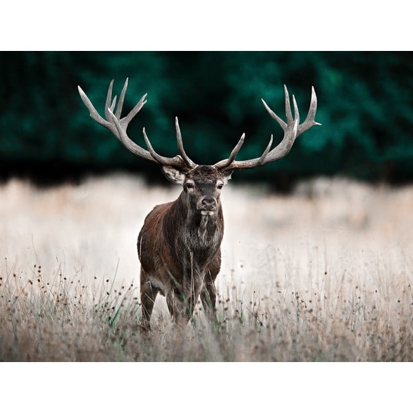 Paveikslas 85x113 cm Deer - Styler