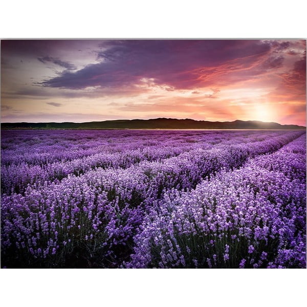 Paveikslas 100x70 cm Lavender Field - Wallity