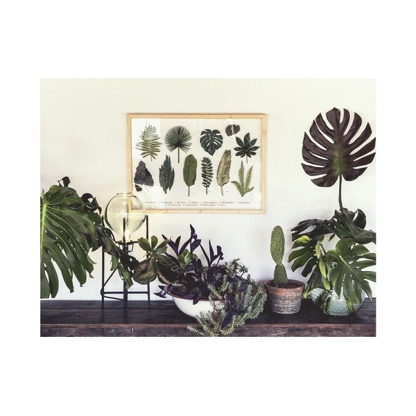 Paveikslas su pušies medžio rėmu Surdic Leafes Guide, 50 x 70 cm-image-1