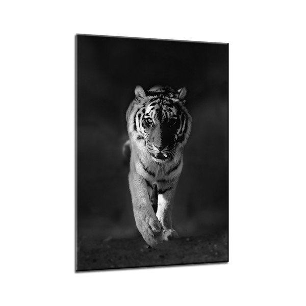Vaizdas Styler Glasspik Animals Tiger, 70 x 100 cm