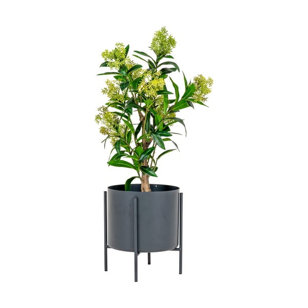 Dirbtinis augalas Skimmia - House Nordic-image-1