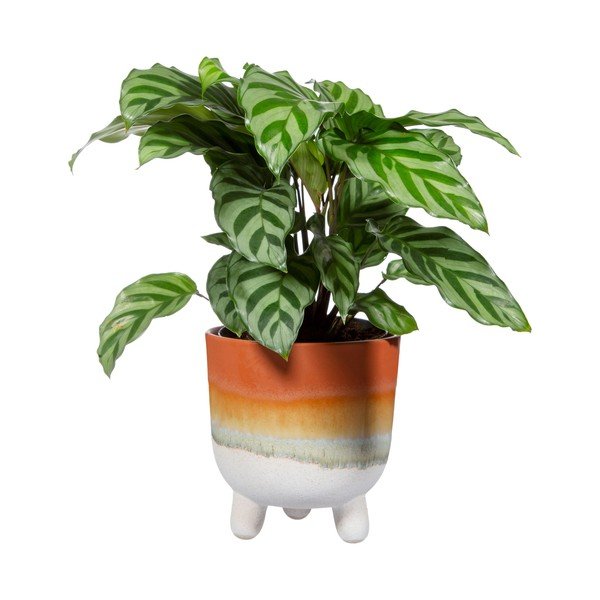 Terakotos spalvos vazonas Sass & Belle Bohemian Home Mojave, ø 11,7 cm-image-2