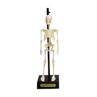 Skeleto modelis Rex London Anatomical