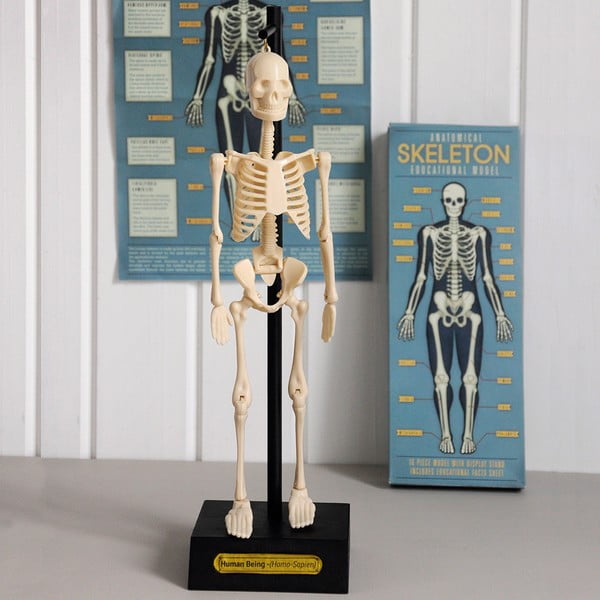 Skeleto modelis Rex London Anatomical-image-1