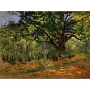 Claude Monet reprodukcija The Bodmer Oak, Fontainebleau Forest 70 x 50 cm